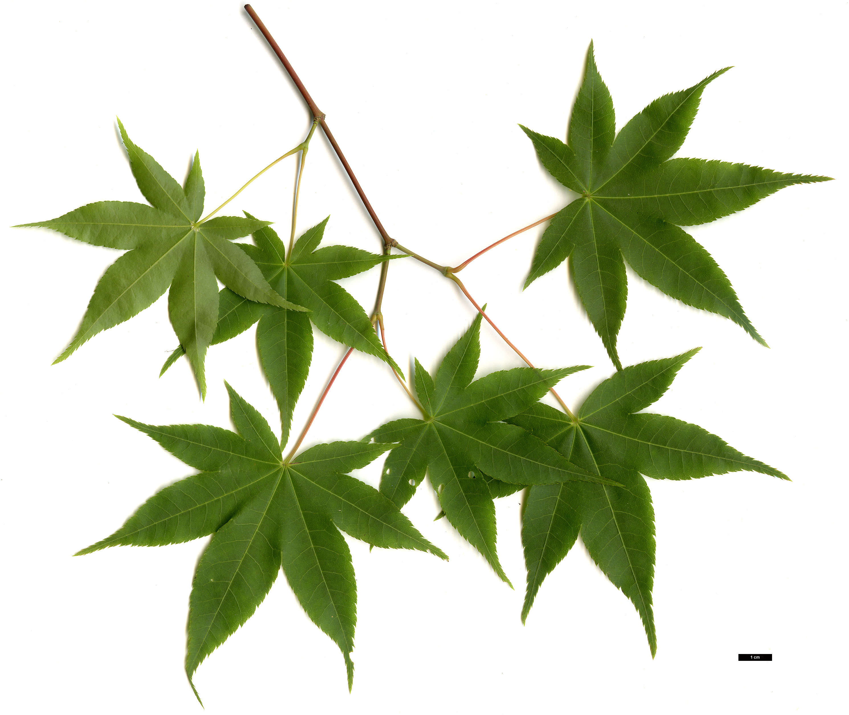 High resolution image: Family: Sapindaceae - Genus: Acer - Taxon: flabellatum - SpeciesSub: var. yunnanense